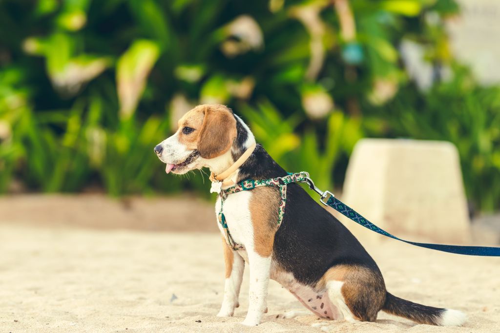 5 Reasons Why Dog Walking is a Lucrative Side&nbsp;Business